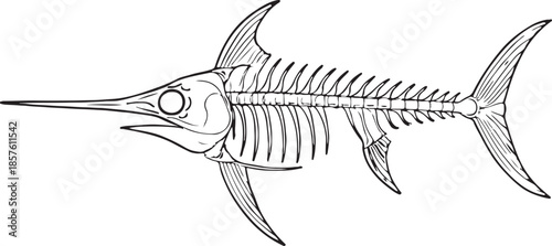 Detailed illustration of a marlin fish skeleton showcasing bony structure