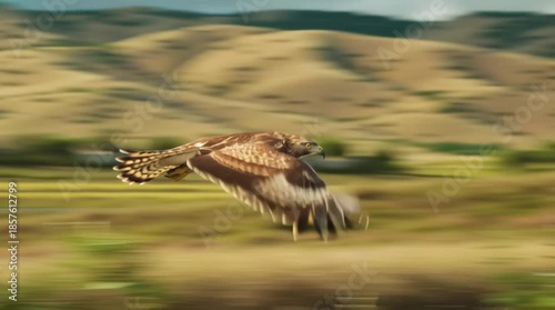 A hawk soaring gracefully above a vibrant landscape, showcasing its majestic wingspan.