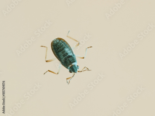 Broad shouldered Water Striders from top view