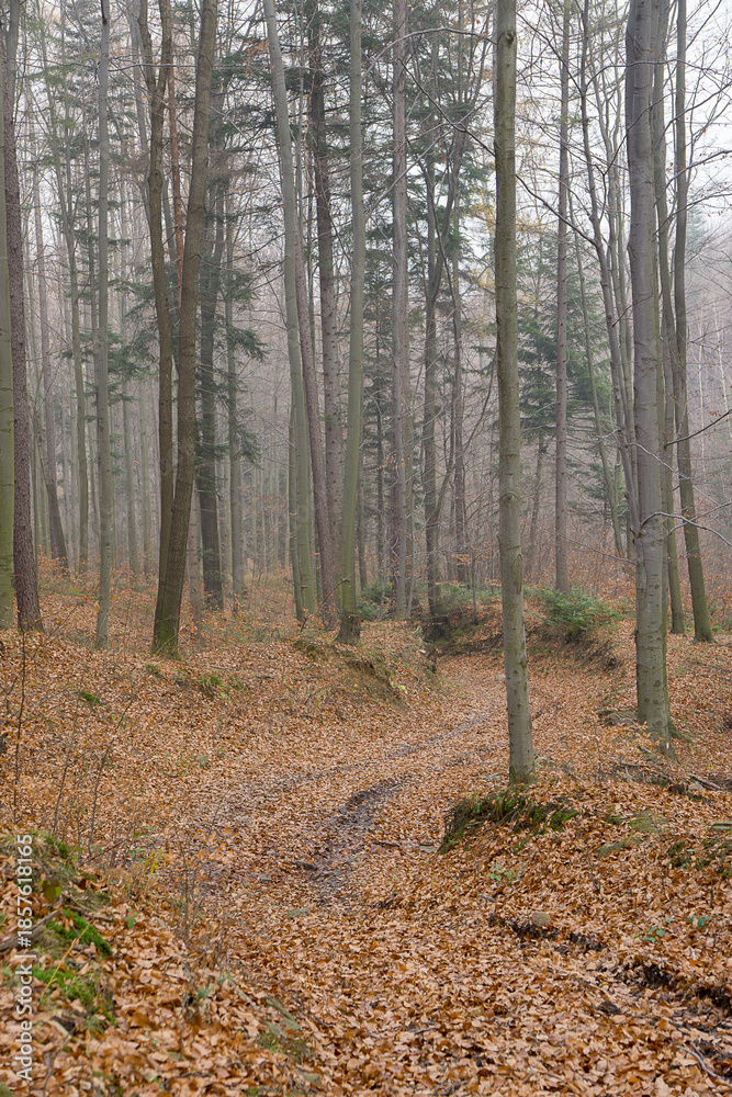 Obraz premium Beskid Mały późną jesienią we mgle