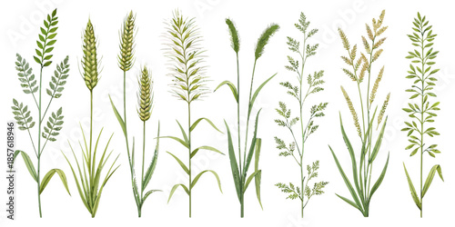 Variety of green plants and grasses on white background