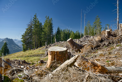 Deforested mountain slope in Tyrol, Austria, with extensive clear-cutting due to spruce bark beetle infestation and climate change impacts. Rows of logged trees and stumps visible on the hilly terrain