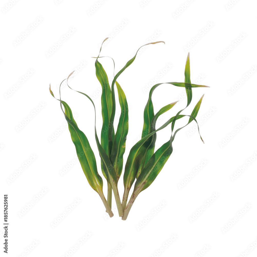 Fototapeta premium Long Slender Green Foliage with Yellow Accents Isolated on White Background