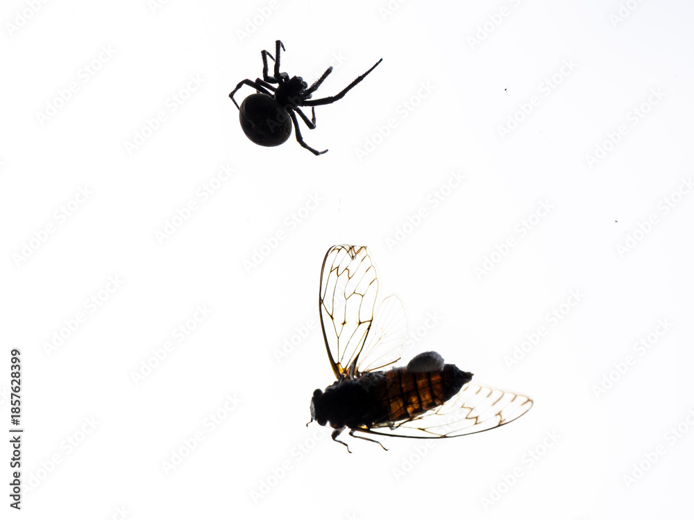 Fototapeta premium spider trapping an insect in its web, Han Quadrangle in Shangli Ancient City, built in 1825, Shangli Town, Yucheng District, Sichuan, People's Republic of China, Asia