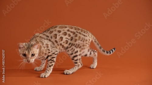 A Bengal cat sits with paws together and looks directly ahead. The centered position and upright pose create a balanced frame.