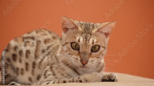 A Bengal cat with spotted fur lies on a round cushion against an orange background. The frame shows the cat resting calmly while maintaining alertness.
