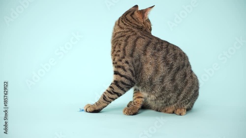 A tabby cat bends forward and taps a small blue toy with its paw. The action is delicate and focused.
