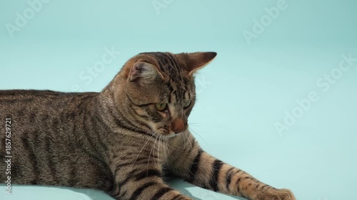 A tabby cat moves slowly past the camera, head slightly down. Its tail extends back in relaxed motion.