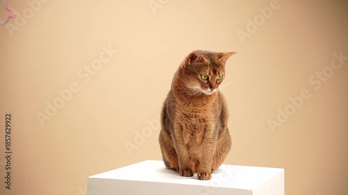 A brown Abyssinian cat sits in profile with elegant posture. The pedestal is centered with beige background.