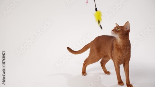 A brown cat stands on hind legs reaching upward with one paw. A yellow toy is suspended just above its head.