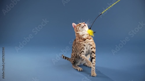 A Bengal walks across a blue backdrop with tail lifted. The cat is mid-stride and slightly turning.