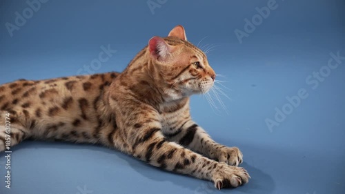 A Bengal cat is seen lying with one paw over the other. It appears relaxed on a smooth blue surface.
