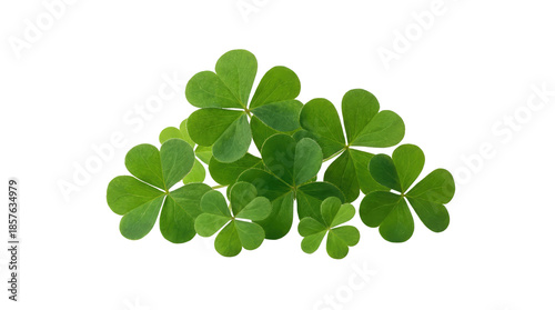 Green shamrock leaves clustered together in a small pile, creating a natural texture and pattern on a plain surface white background cutout