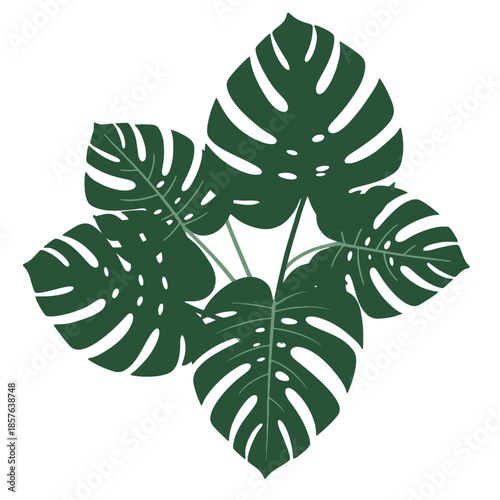A top-down view of several dark green Monstera deliciosa leaves with characteristic splits and holes, arranged in a circular pattern.