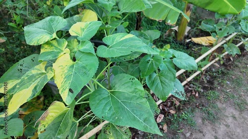 Wallpaper Mural Lush green leaves with yellowing edges reveal plant health issues, showcasing vibrant foliage in garden, surrounded by natures growth and outdoor beauty Torontodigital.ca