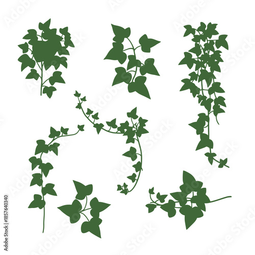 Collection of various dark green ivy plant silhouettes and climbing vines on a white background.