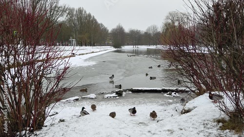 A partially ice-covered canal with concrete banks runs through the park among bushes, willows, birches and poplars. There is a path, lampposts and buildings nearby. Snow covers the ground. Ducks