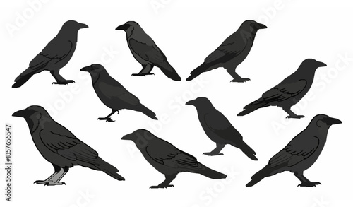 Cute cartoon crow characters vector set isolated on white background for kids