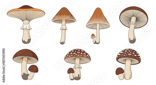 Collection of various wild mushrooms, including amanita species, illustrated in a detailed, vintage color-engraved style.