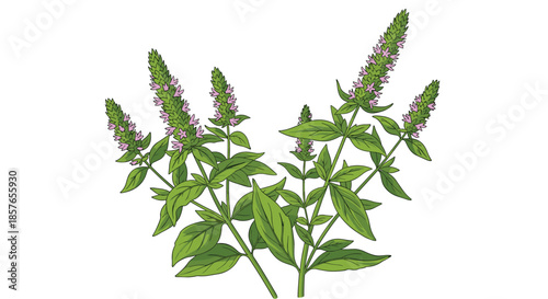 Detailed botanical illustration of a fresh mint plant with its characteristic green leaves and delicate purple flowering spikes.