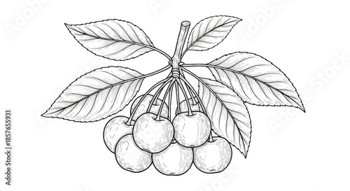 Highly detailed, vintage-style black and white engraving of a cluster of fresh cherries hanging from a leafy branch.