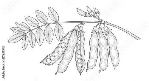 Detailed botanical engraving of a pea plant branch, showing leaves, closed pods, and open pods revealing the peas inside.