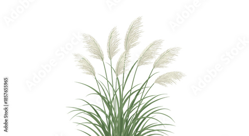 Elegant and delicate illustration of pampas grass with its characteristic fluffy white plumes and long green leaves.