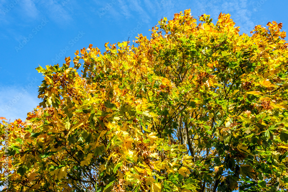 Naklejka premium Golden Autumn Leaves Against A Chilly Clear Blue Sky