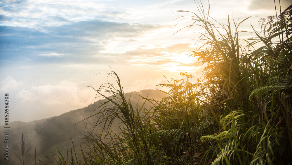Fototapeta premium Sunrise over mountainous landscape with tall grass and ferns at 26 point
