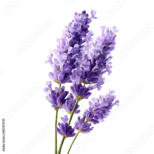 watercolor vector of Lavender Flower, isolated on a white background.