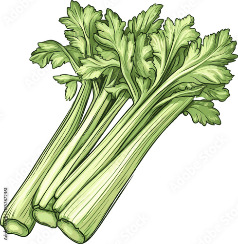 Fresh green celery with long stalks and leafy tops.
