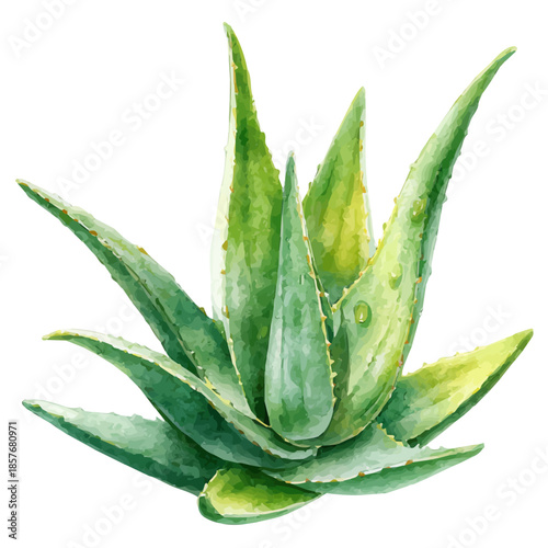 Aloe Vera, watercolor illustration vector, isolated on a white background.