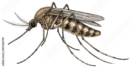 Culex quinquefasciatus illustration art