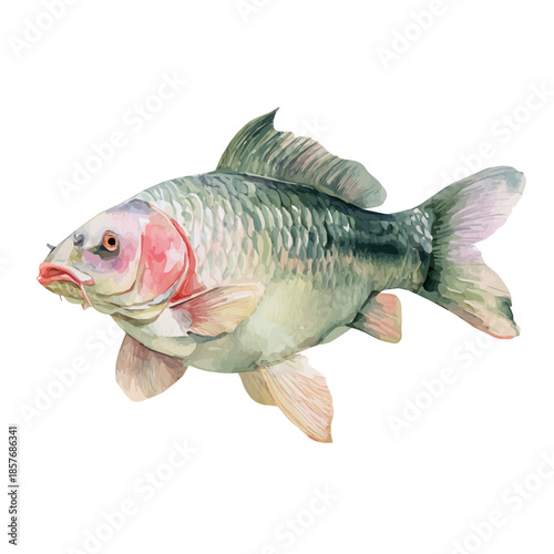 Carp, watercolor illustration vector, isolated on a white background.