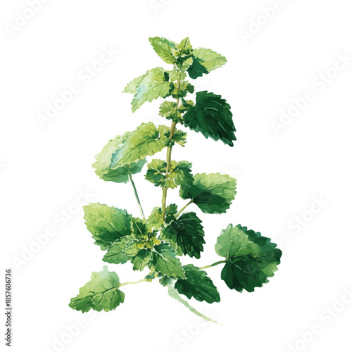 Fotografie Catnip, watercolor vector, isolated on a white background.