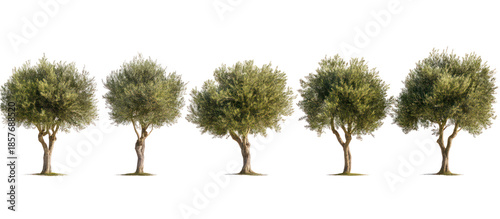 Set of Olea Europaea, The Olive, Frontal Set Street Trees on transparent background