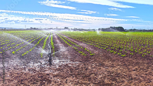 Arrosage des cultures en plein été.