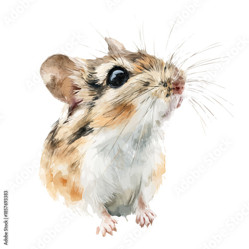 Kangaroo Rat, watercolor vector, isolated on a white background.