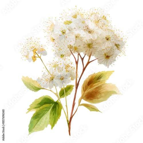 Schilderij op canvas Meadowsweet, watercolor drawing vector, isolated on a white background