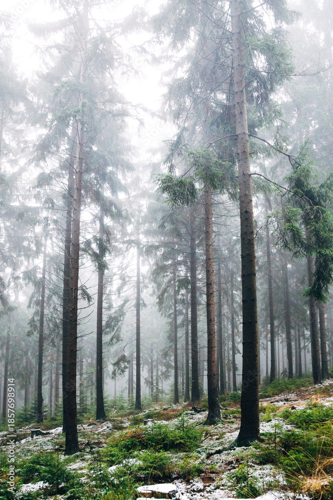 Obraz premium Mystical Foggy Forest in November, Atmospheric Woodland Landscape with Dense Mist in Natural Autumn Light