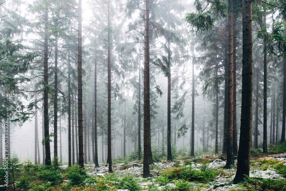 Obraz premium Mystical Foggy Forest in November, Atmospheric Woodland Landscape with Dense Mist in Natural Autumn Light