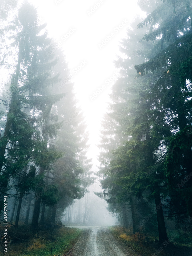 Obraz premium Mystical Foggy Forest in November, Atmospheric Woodland Landscape with Dense Mist in Natural Autumn Light