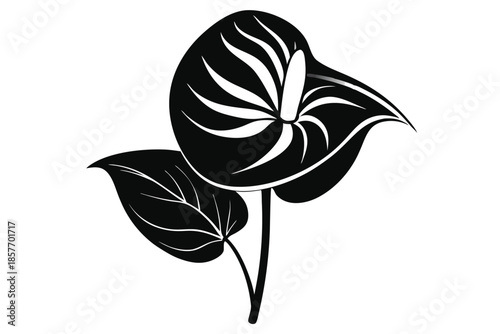anthurium silhouette line art vector illustration