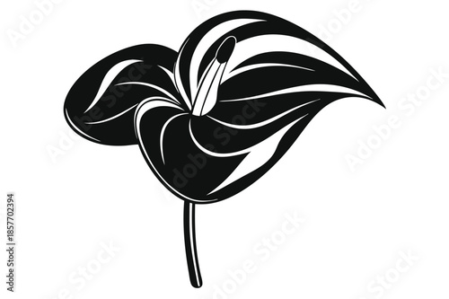 anthurium silhouette line art vector illustration