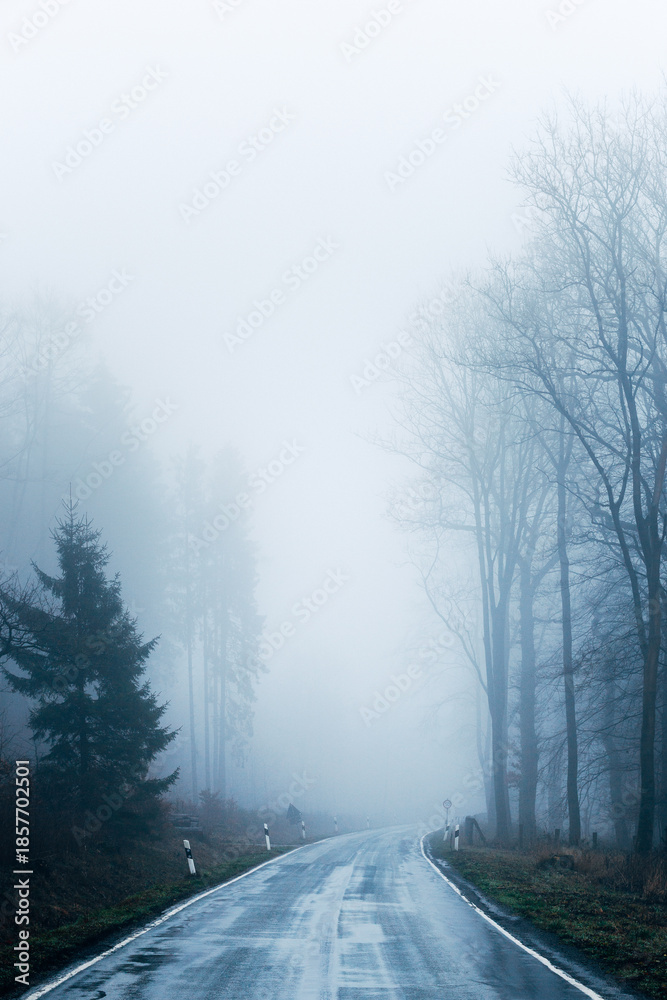 Obraz premium Mystical Foggy Forest in November, Atmospheric Woodland Landscape with Dense Mist in Natural Autumn Light