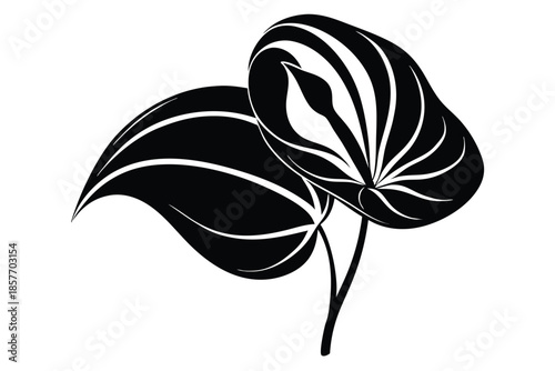 anthurium silhouette line art vector illustration