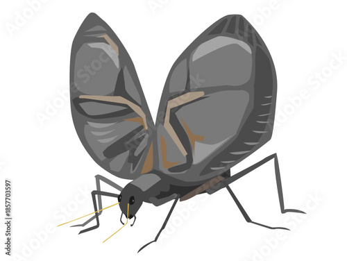 鈴虫のイラスト / Illustration of a Bell Cricket (Suzumushi)