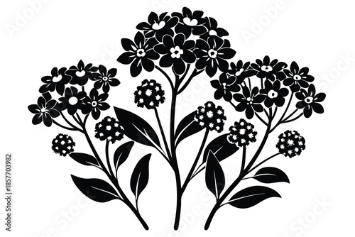 alyssum silhouette line art vector illustration