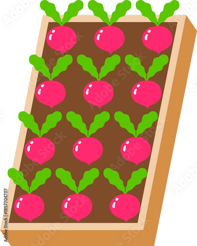 Wooden Raised Garden Bed Filled With Red Radish Plants