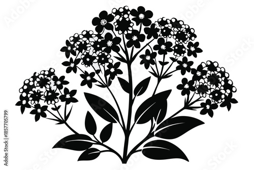 alyssum silhouette line art vector illustration